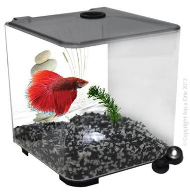 Aqua one 2024 betta duo