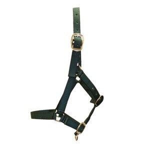 Foal halter assorted colours