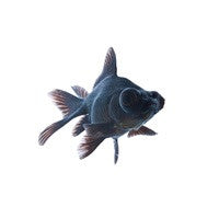 Blackmoor goldfish