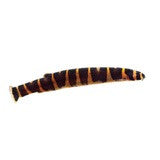 Kuhli loach