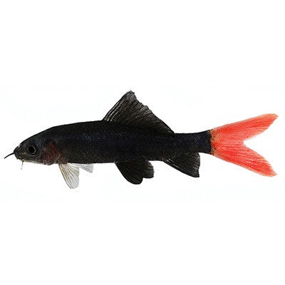 Redtail black shark