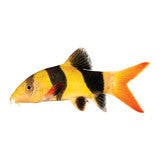 Clown loach