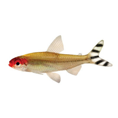 Rummynose tetra