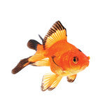 Fantail goldfish