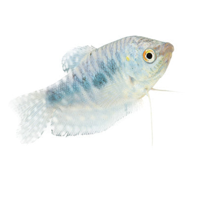 Gourami
