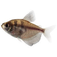 Black widow tetra