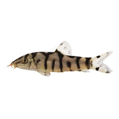 Pakistani loach