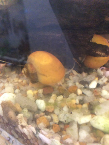 Mystery snail