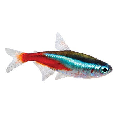 Neon tetra