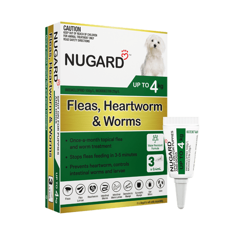 Nugard puppies toy dogs upto 4kg