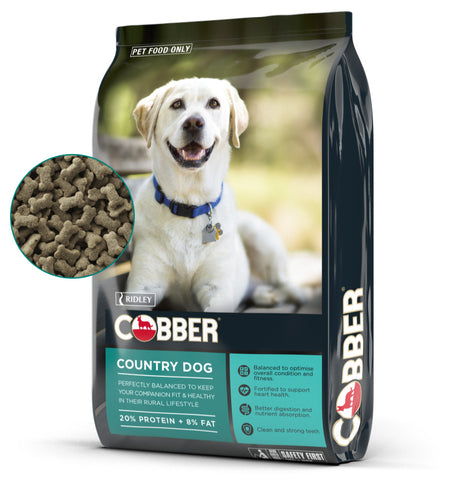 Cobber active dog