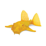 Bristlenose catfish