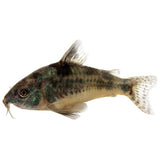 Corydora Catfish