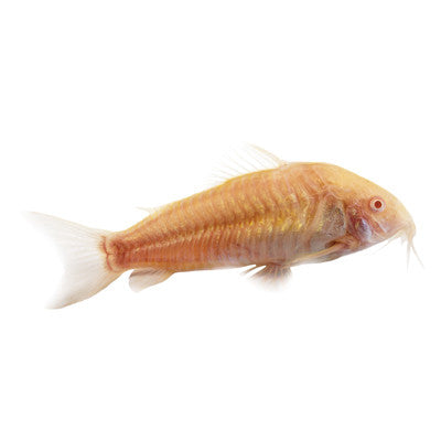 Corydora Catfish