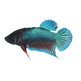Fighter fish