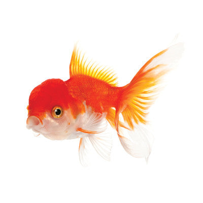 Oranda assorted 5cm goldfish