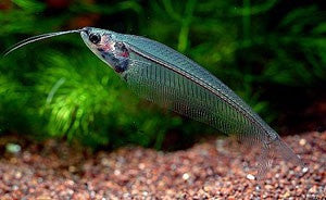 Glass catfish